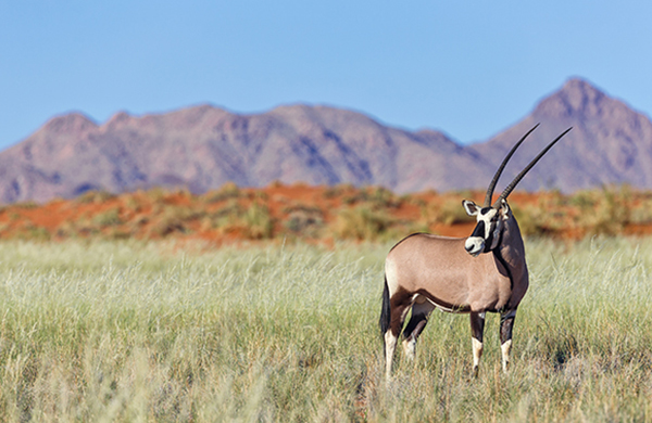 Wolwedans - CONSERVATION Wildlife - Oryx