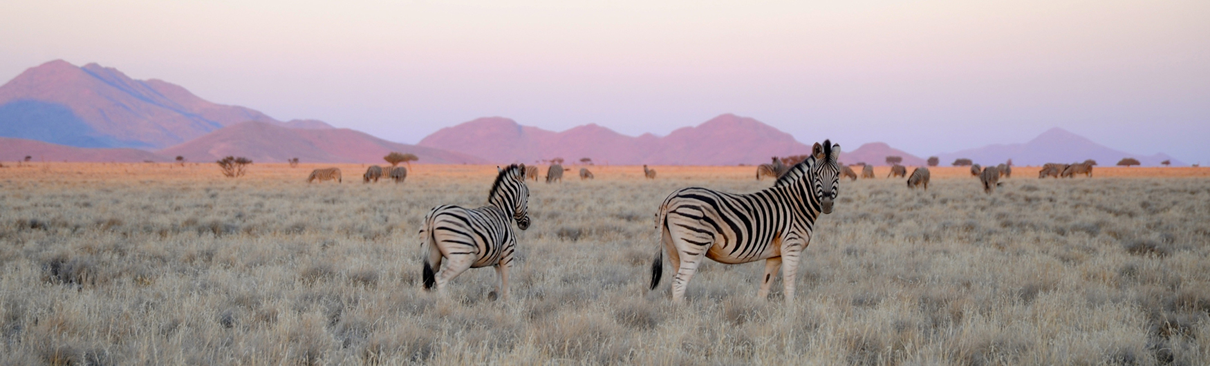 Wolwedans - Namibia - Wildlife - Zebra